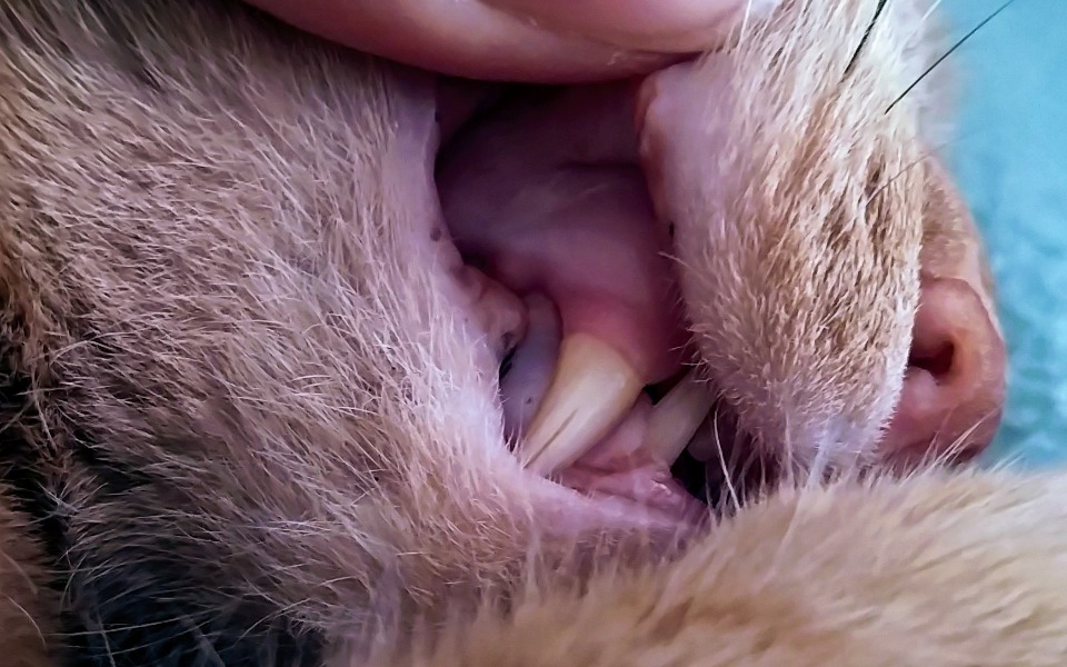
        Zbliżenie na zęby kota w trakcie pielęgnacji.
    