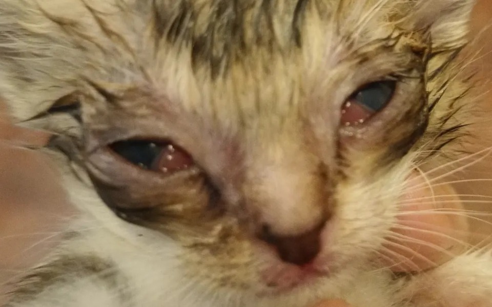 
        Zbiórka Na sierpniowe kocięta - zdjęcie główne
    