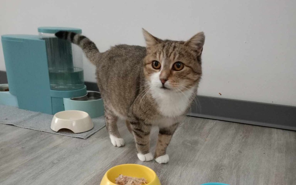 
        Zbiórka Napełniamy kocie brzuchy - zdjęcie główne
    