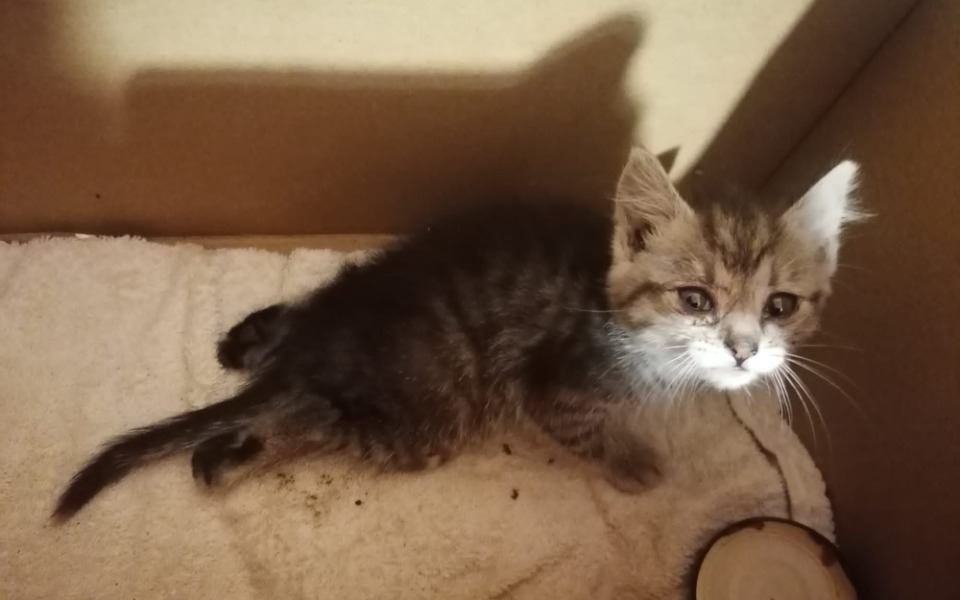 
        Zbiórka Pomóż uratować łapki maleństwa. - zdjęcie główne
    