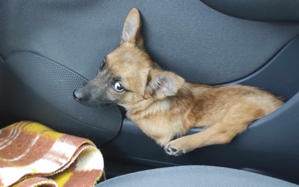 
        Zbiórka Odkupiony na targu za 100 złoty - zdjęcie główne
    