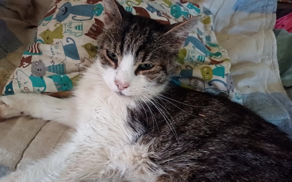 
        Kot leżący na poduszce, z szaro-białym futrem, z wyrazem spokojnym.
    