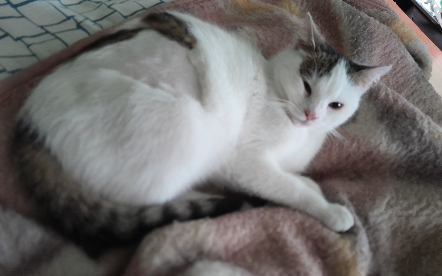 Biały kot leży na kocu, zrelaksowany i spokojny.