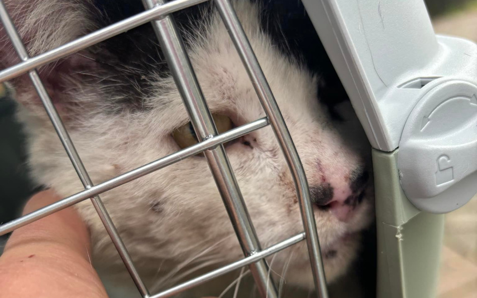 
        Kot w klatce, z bliska.
    