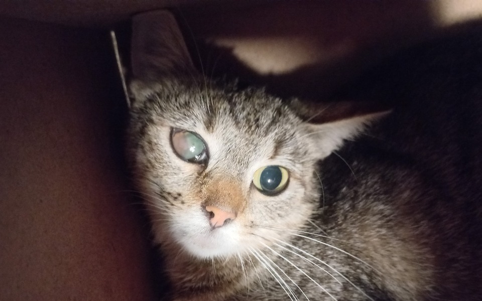 
        Zbiórka Niewidoma Gaja walczy o wzrok - zdjęcie główne
    