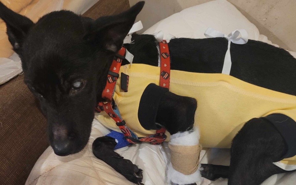 
        Zbiórka ZaniedbanaROKSI walczy o życie - zdjęcie główne
    