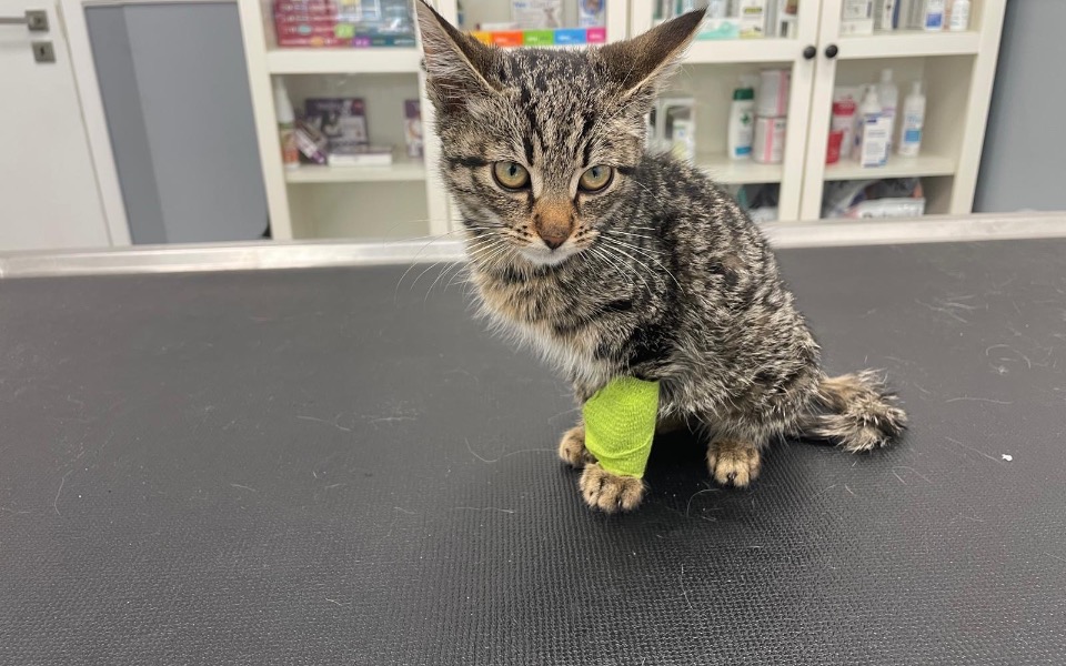 
        Kot w lecznicy weterynaryjnej z opatrunkiem na łapie.
    