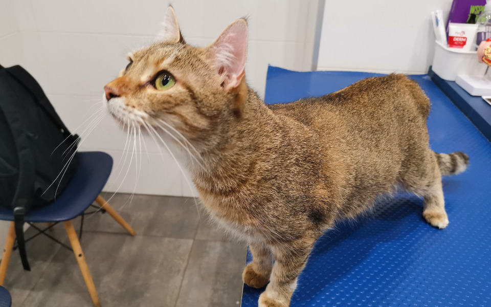 
        Zbiórka Dwie wizyty dermatologiczne Gai - zdjęcie główne
    