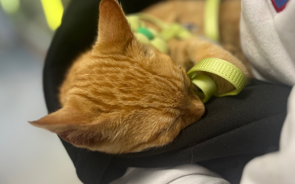 
        Śpiący kotek, wtulony w torbę.
    