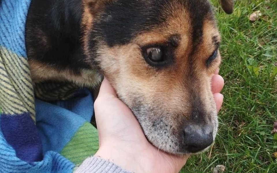 Zbiórka Stary, ślepy, zaglodzony - zdjęcie główne