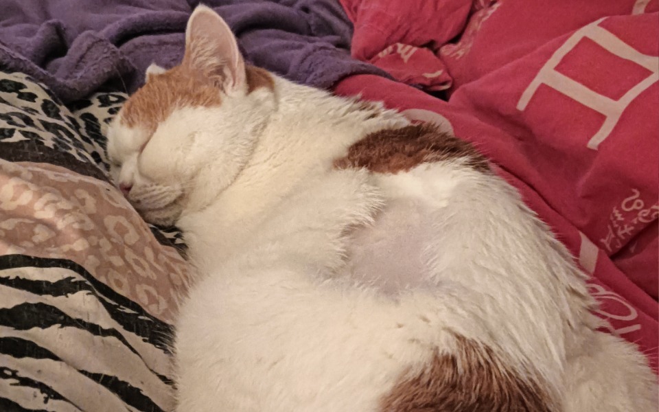 
        Zbiórka Uratujmy naszego Lokusia - zdjęcie główne
    