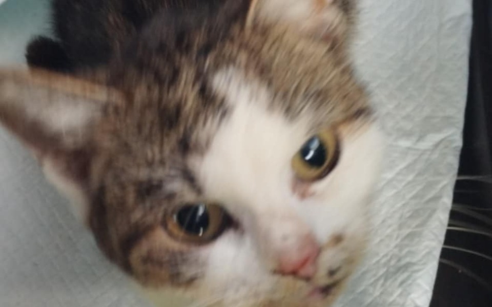 
        Zbiórka Ile warte jest życie Jagódki - zdjęcie główne
    