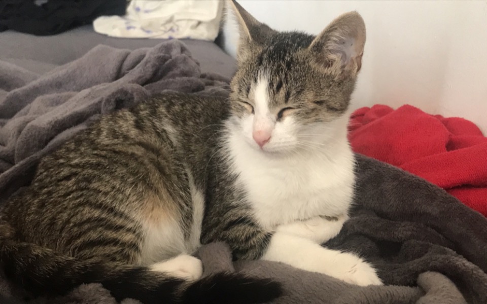 
        Kot leżący na miękkim kocu, z zamkniętymi oczami.
    