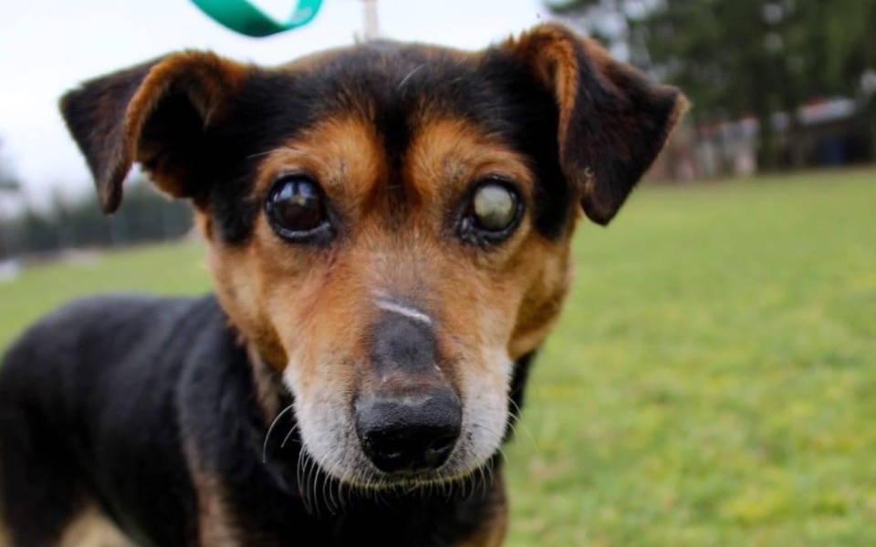 
        Zbiórka Na transport Eli z Węgrowa - zdjęcie główne
    