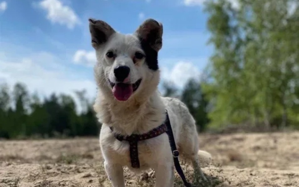 
        Szczęśliwy pies na spacerze w słoneczny dzień.
    