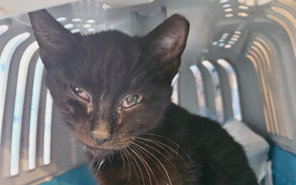 
        Czarny kot z jednym okiem w transporterze.
    