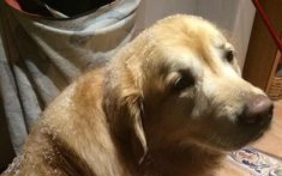 
        Zbiórka hrana pentru caini de la adapost - zdjęcie główne
    