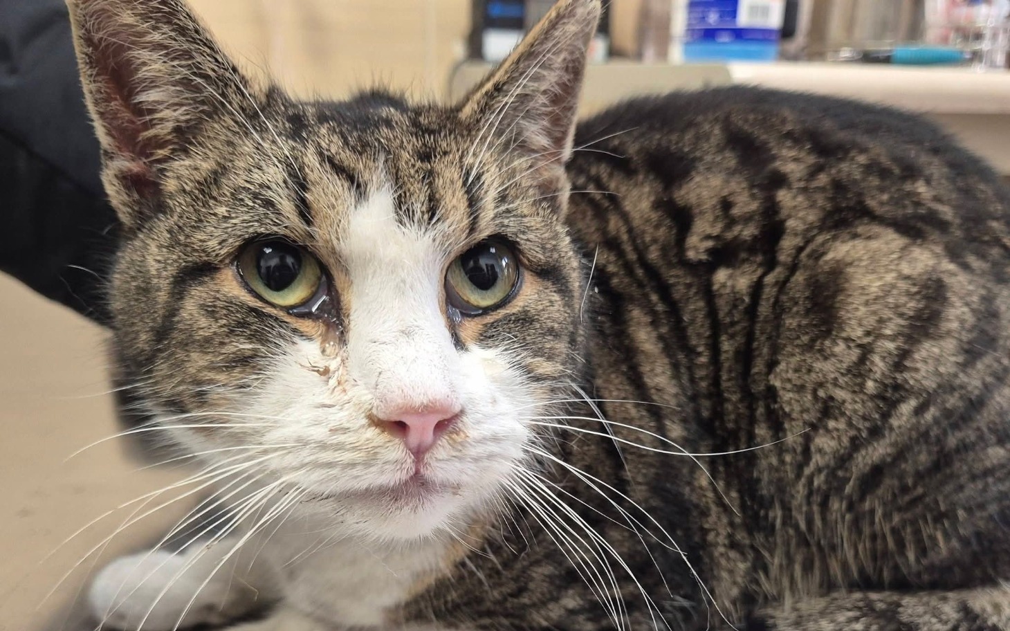 
        Kot w schronisku, czeka na nowy dom.
    