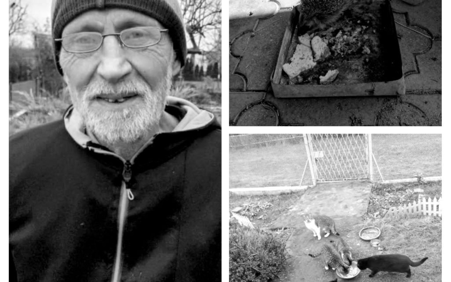 
        Starszy mężczyzna z uśmiechem, obok koty jedzące z misek.
    