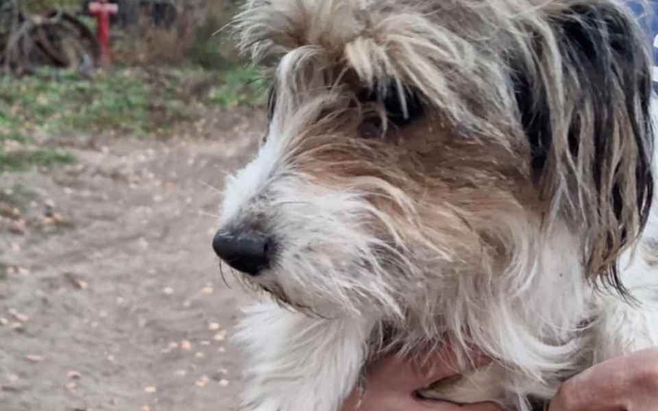 
        Zbiórka Na transport psa - zdjęcie główne
    