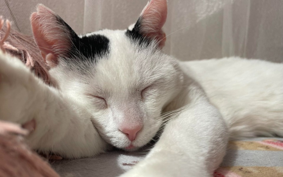 
        Biały kot śpi spokojnie, z zamkniętymi oczami.
    