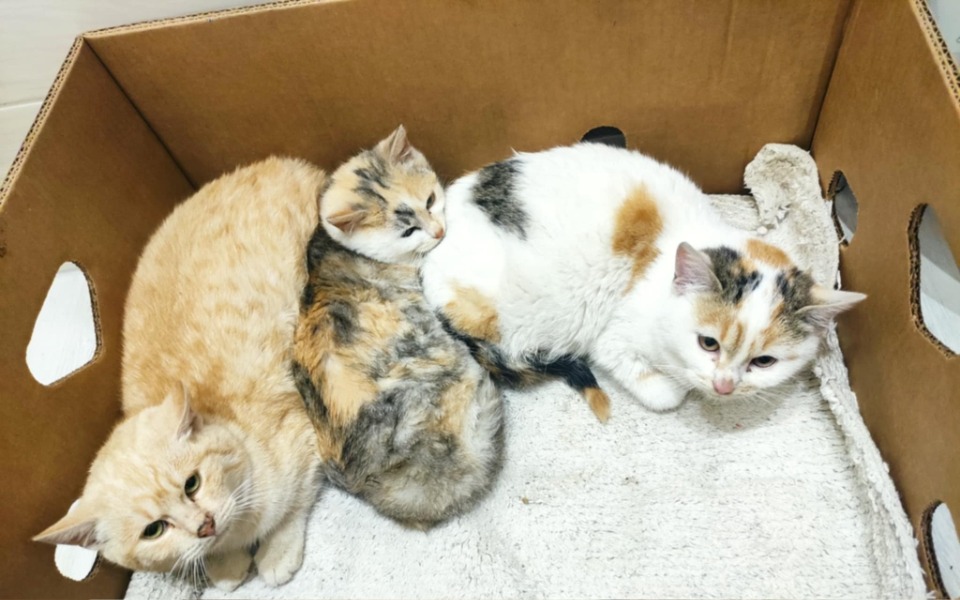 
        Zbiórka Bezdomne, małe kocie serduszka.. - zdjęcie główne
    