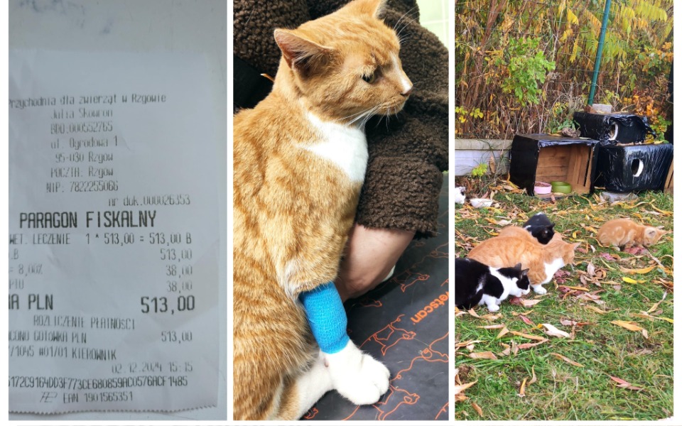 
        Zbiórka Leczenie skrzywdzonego kotka - zdjęcie główne
    