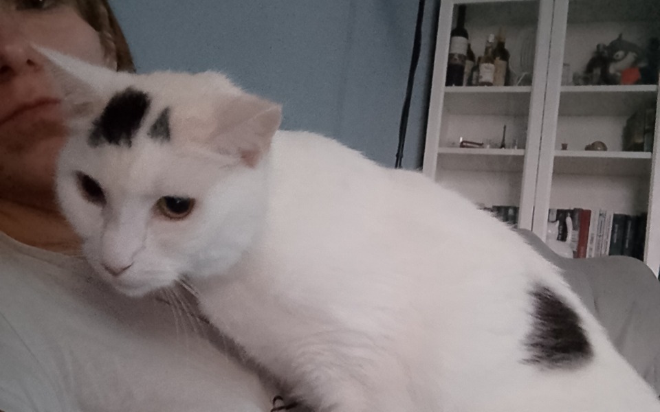 
        Zbiórka Nowotwór zatok kiciusia - zdjęcie główne
    