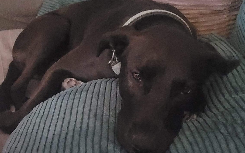 
        Zbiórka Operacja łapki Majki - zdjęcie główne
    