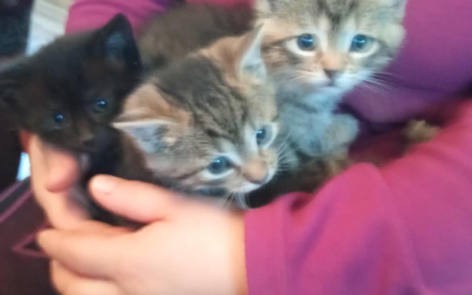 
        Zbiórka Aby dać im lepsze życie . - zdjęcie główne
    