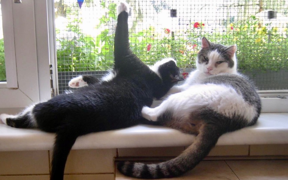 
        Zbiórka Święta dla zwierząt w fundacji - zdjęcie główne
    