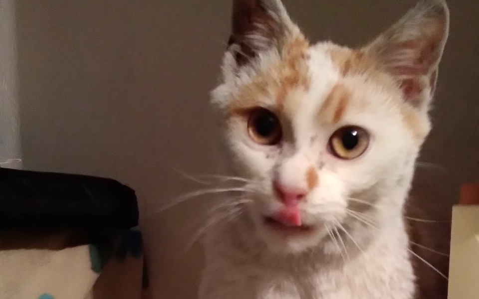 Kot z charakterystycznymi plamami na futrze.