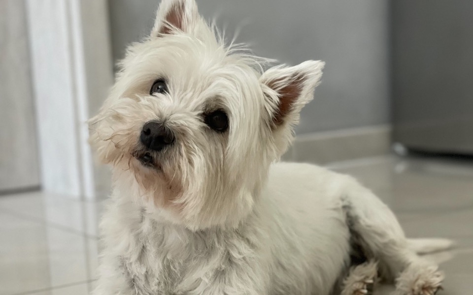 
        Zbiórka Operacja i leczenie Suzi - zdjęcie główne
    