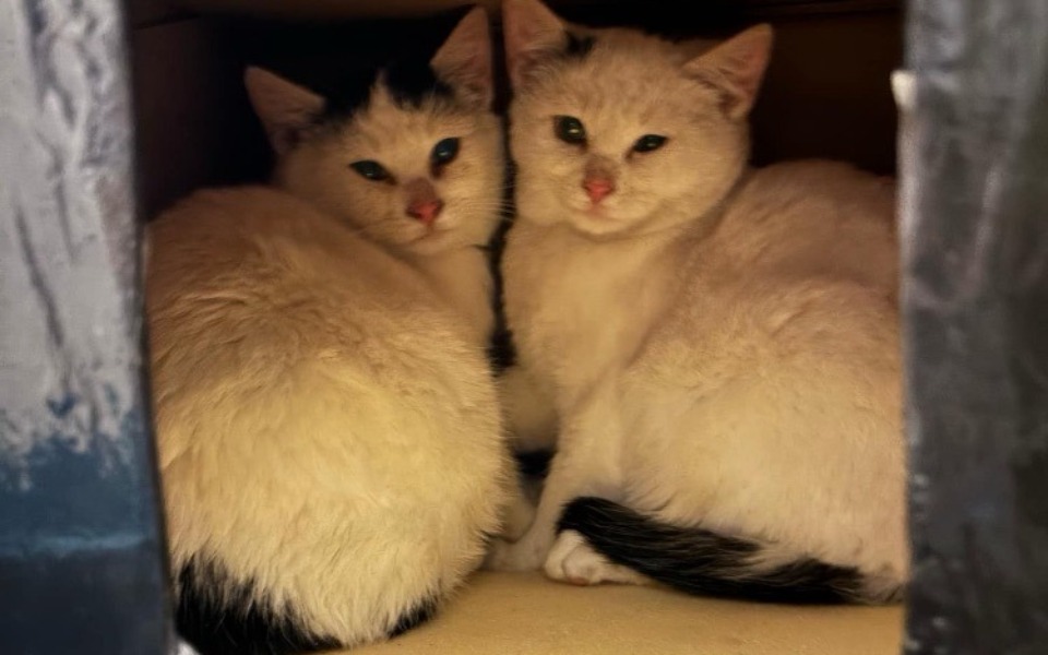 
        Zbiórka Z piekła do dobrych domów - zdjęcie główne
    