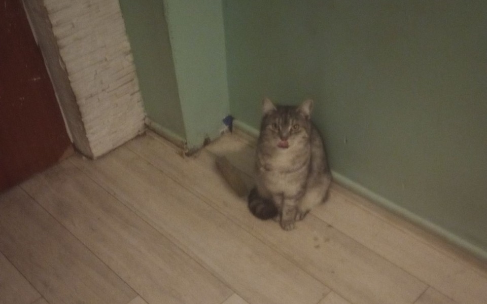 
        Zbiórka Dla 15 kotków plus wolnożyjących - zdjęcie główne
    