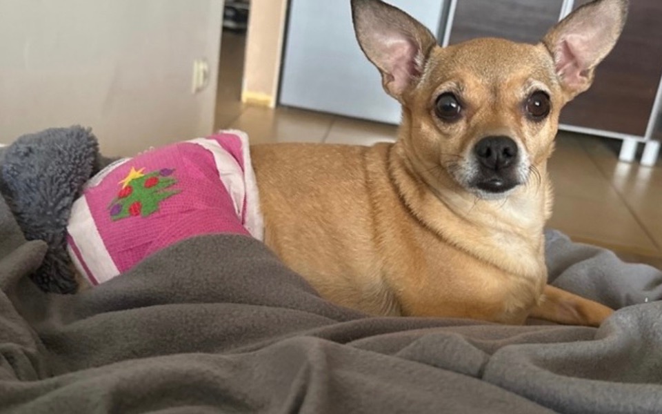 Pies w różowej pieluszce leży na szarej kocyku.