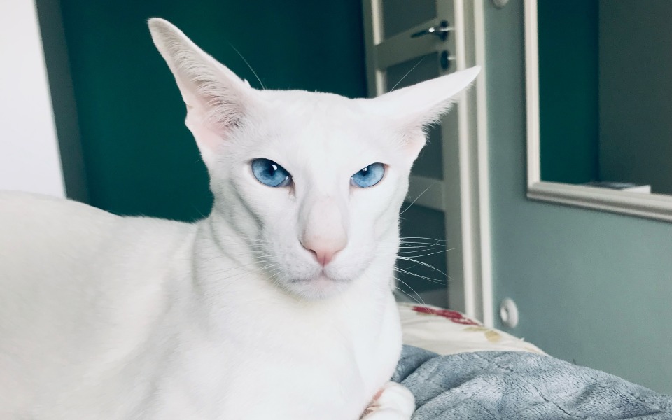 
        Zbiórka Leczenie Sułtana - zdjęcie główne
    