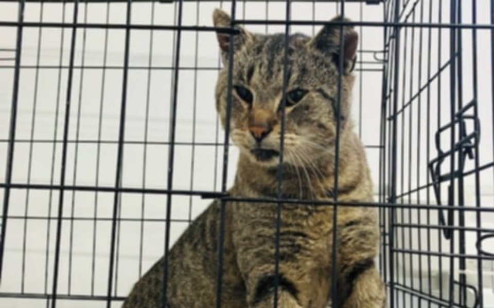 Zbiórka Na transport bezdomnego kotka - zdjęcie główne