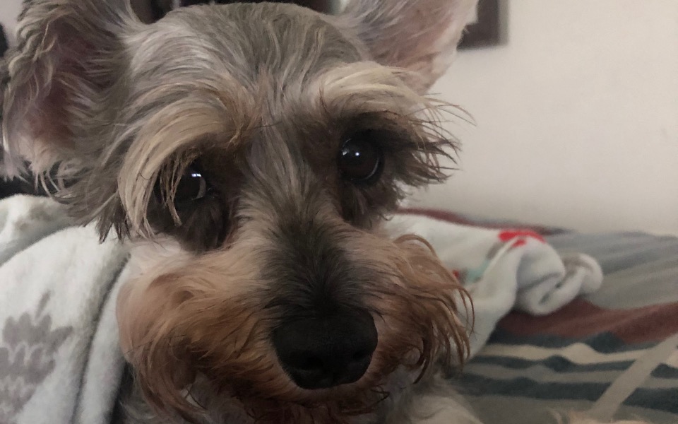 
        Zbiórka Leczenie Micki - zdjęcie główne
    