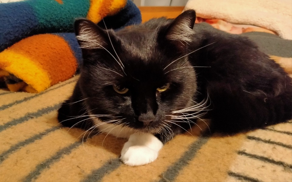 
        Czarny kot leżący na dywanie, z wyrazem niezadowolenia.
    