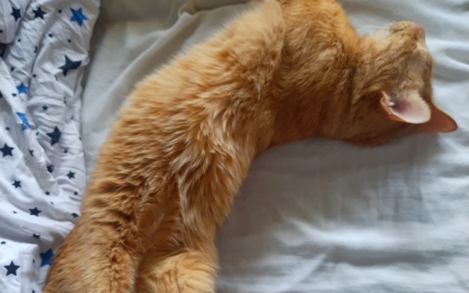 
        Zbiórka Na leczenie Garfielda - zdjęcie główne
    