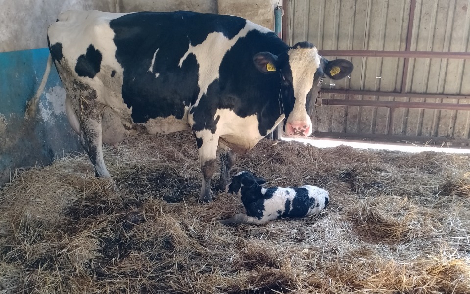 
        Zbiórka Na paszę dla bydła - zdjęcie główne
    