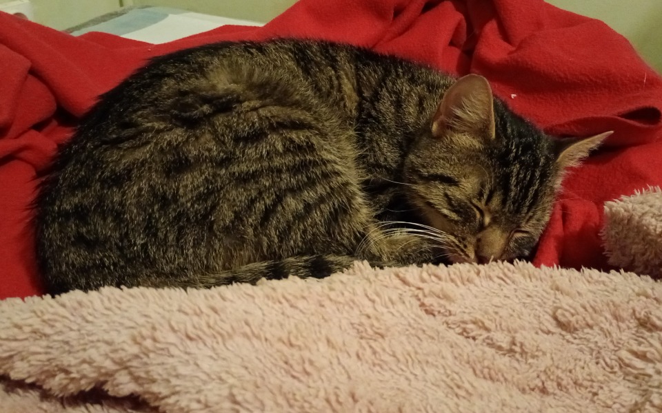 
        Kot zwinięty w kłębek na miękkim kocu.
    