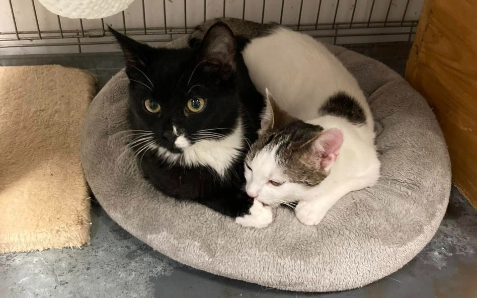 Zbiórka Precel-ostatnie dni leczenia - zdjęcie główne