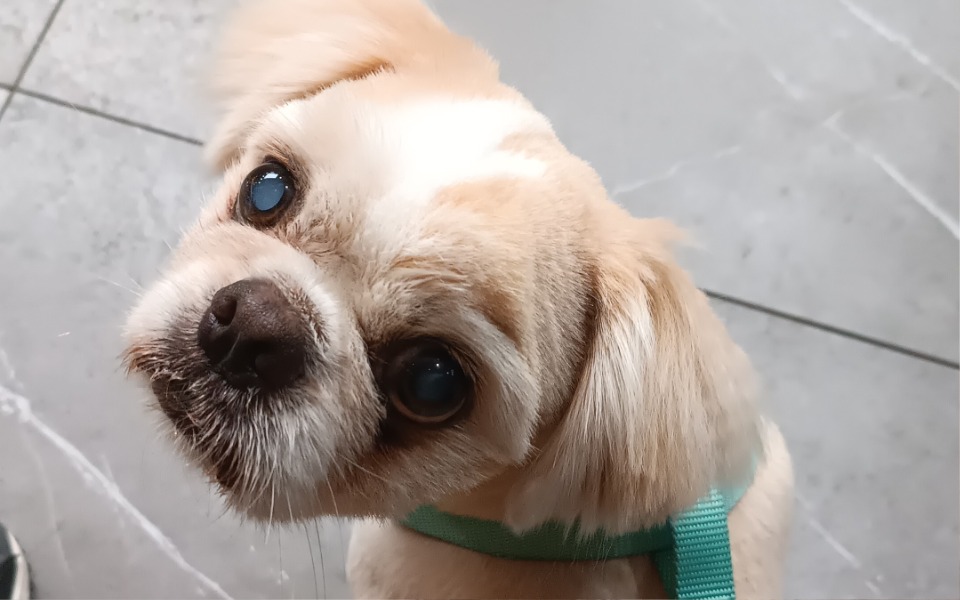 
        Pies z jasnym futrem patrzący w górę.
    