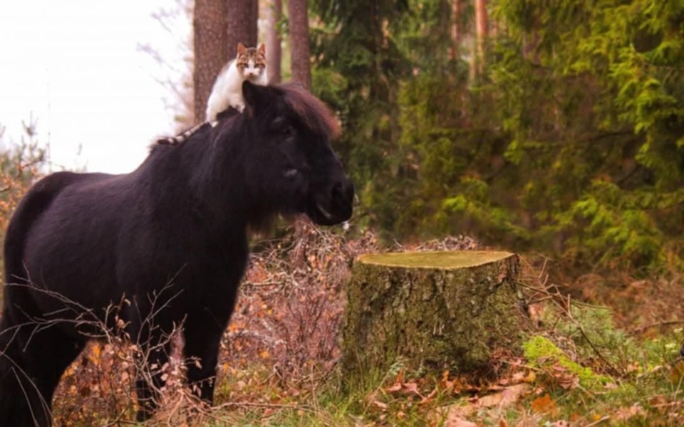 
        Zbiórka emerytura Bolka - zdjęcie główne
    