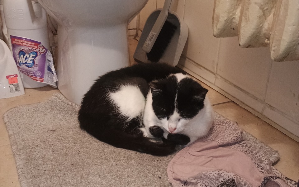 
        Zbiórka Pomoc dla klary w leczeniu - zdjęcie główne
    