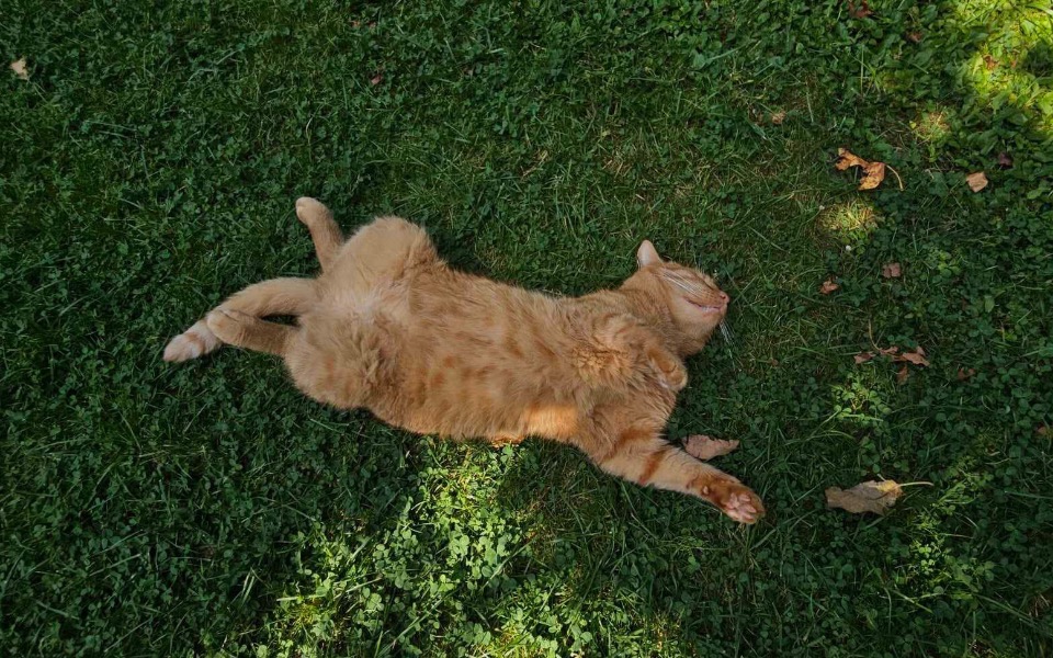 
        Rudy kot wylegujący się na trawie, cieszący się słońcem.
    