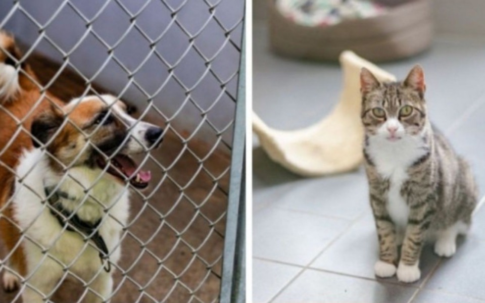 
        Zbiórka Sopotkowo - zdjęcie główne
    