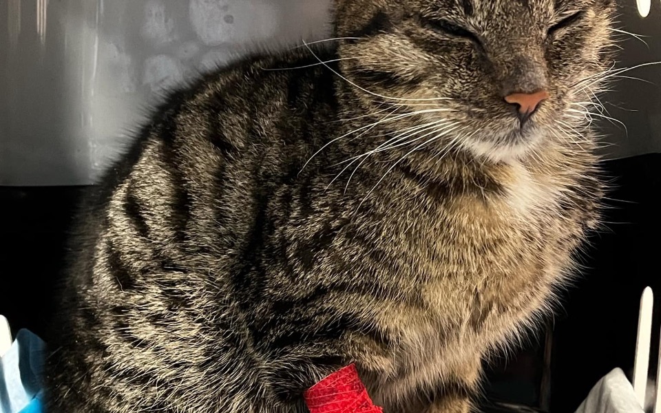 
        Kot w transporterze, z zamkniętymi oczami.
    